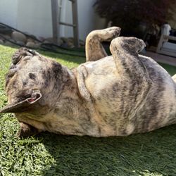 Zitch Dog Pet Sitting - Happy boy in the sun