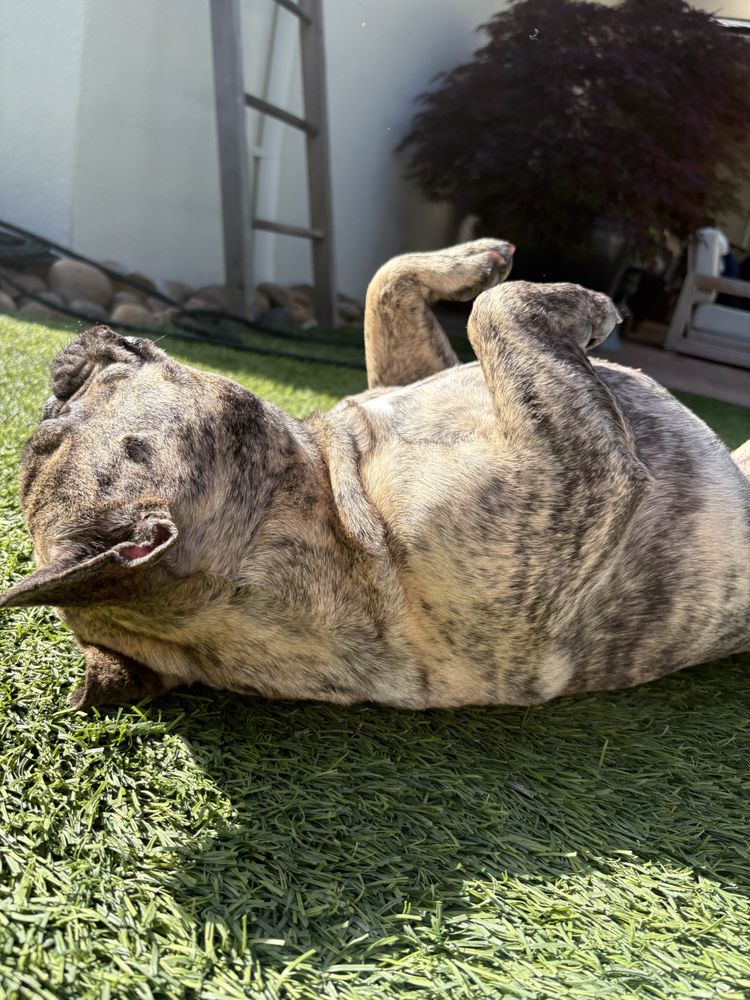 Zitch Dog Pet Sitting - pet boarding facility in Sacramento, CA
