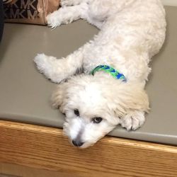 murray valley pet resort