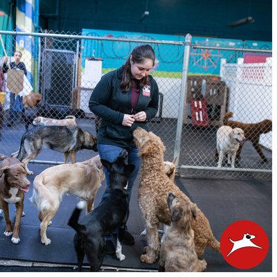 The Good Dog Spot Inc