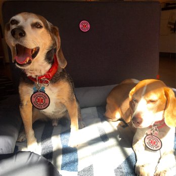 Brian Buggie, MD - Turok & Heidi --- Psychiatric Service Dogs (RIP) - Counseling & Mental Health Near Me - New York, New York Brian Buggie, MD - Turok & Heidi --- Psychiatric Service Dogs (RIP) - Counseling & Mental Health Near Me - New York, New York
