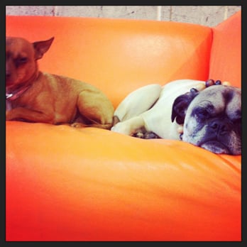 Wagababa Daycare & Boarding - Pet Sitting Near Me - Vancouver, British Columbia Wagababa Daycare & Boarding - Pet Sitting Near Me - Vancouver, British Columbia