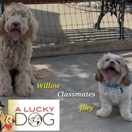 My puppy Willow and her adorable pal, Joey.
