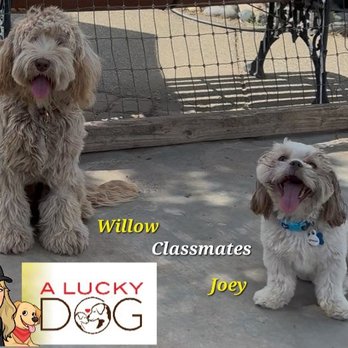 A Lucky Dog - My puppy Willow and her adorable pal, Joey. - Pet Training Near Me