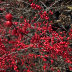 Rainbow Nursery - Winterberry holly