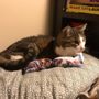 Photo of Thrifty Kitty