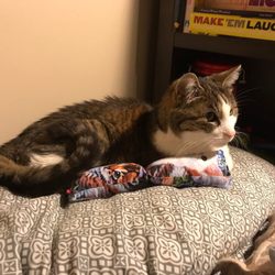 Thrifty Kitty - Lana enjoying a catnip pillow from The Thrifty Kitty.