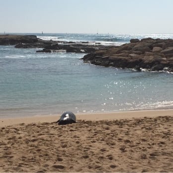 Ko'Olina Lagoon - Seal Monk visit - Beaches Near Me - Kapolei, Hawaii Ko'Olina Lagoon - Seal Monk visit - Beaches Near Me - Kapolei, Hawaii