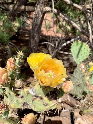 Amitabha Stupa and Peace Park by null
