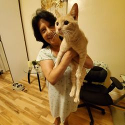 Cypress Feline Rescue - Henry is in his furever home!