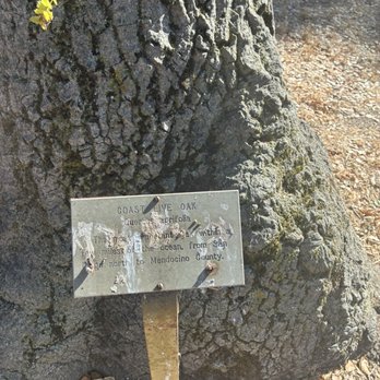 Live Oak County Park - Coastal live oak tree 300 years old planted by indigenous - Parks Near Me - Fallbrook, California