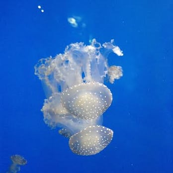 Haus des Meeres - Jellyfish - Aquariums Near Me - Vienna, 9