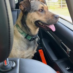 Stay & Play Pet Resort - Koda post day care!!