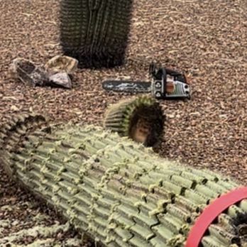 Alexander's Garden Services - The Saguaro that was necrotic and removed - Tree Services Near Me
