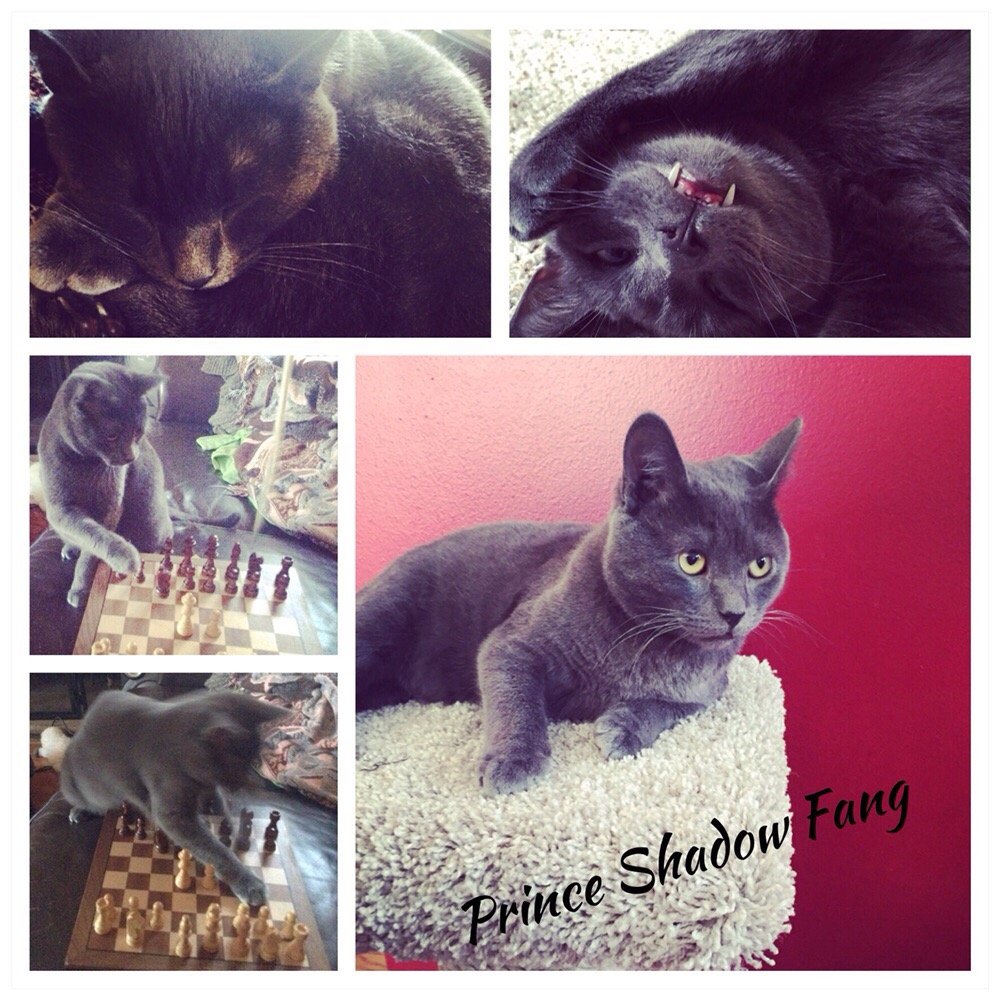 fancy cats rescue team