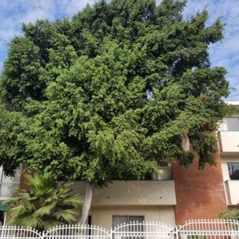 Rancho Tree Care - Before - Tree Services Near Me