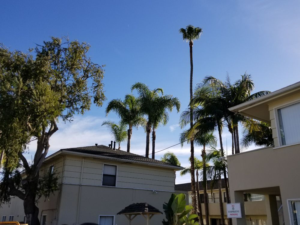 Roy L Schwartz Tree Rescue - tree service in San Diego, CA