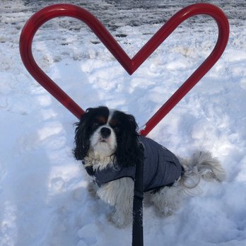 West End Veterinary Clinic - Seamus says thanks! - Veterinarians Near Me - Vancouver, British Columbia West End Veterinary Clinic - Seamus says thanks! - Veterinarians Near Me - Vancouver, British Columbia