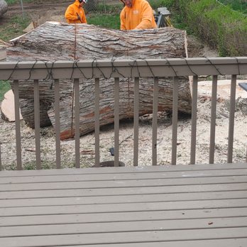 WITT 360 Tree Service - Tree Services Near Me