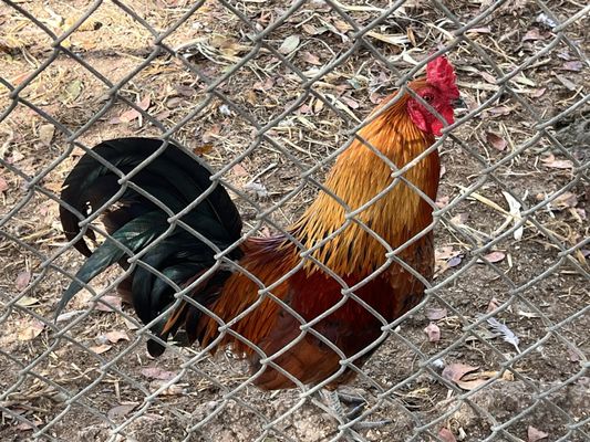 Robert Is Here Fruit Stand by null