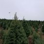 Hubert's Noble Ridge Tree Farm
