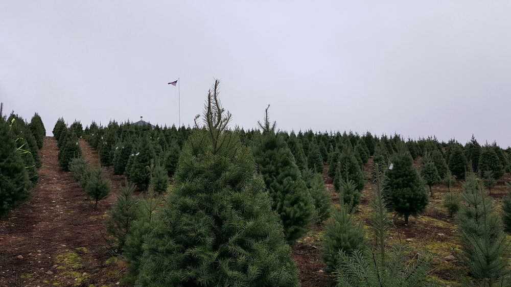 HUBERT’S NOBLE RIDGE TREE FARM Updated August 2024 4635 Seabeck Hwy