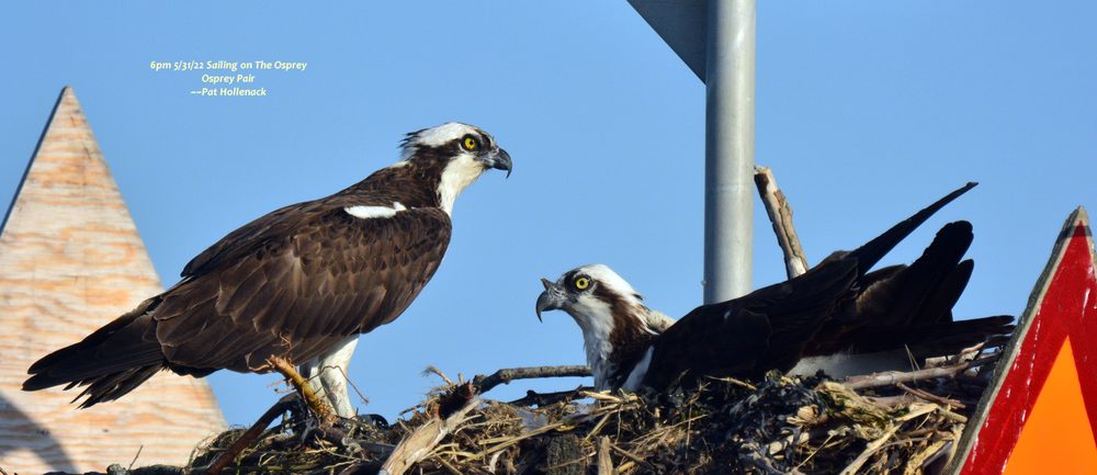 Birding By Boat on the Osprey Logo