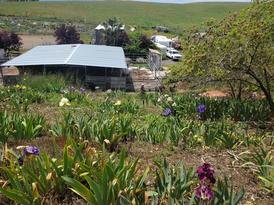 Nola's Iris Garden by null