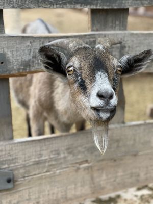 El Rancho de las Golondrinas by null
