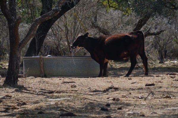 Colorado Bend State Park by null