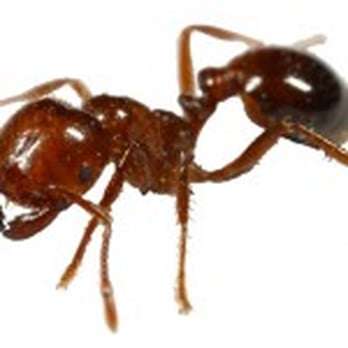 Suburban Pest Control - Pest Control Near Me Suburban Pest Control - Pest Control Near Me