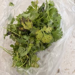Fred Meyer - Clackamas - Rotting cilantro selected for me, for my pick up order