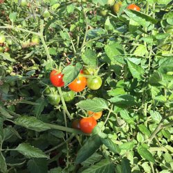 Lagoner Farms - Cherry tomatoes