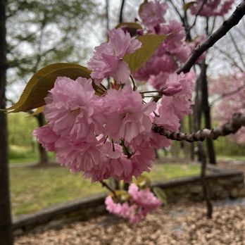 Branch Brook Park - Cherry blossoms - Parks Near Me - Newark, New Jersey