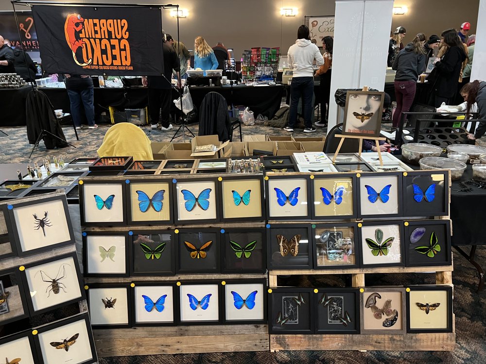 Chasing Butterflies