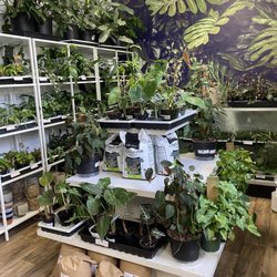 Send Nodes Plant Shop