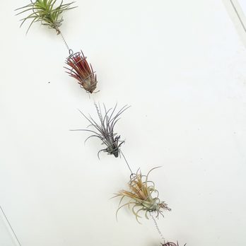 Airplant Alchemy - I built my own Tillandsia hanging arrangement.  I am IN LOVE.  Like the colors? - Home & Garden Near Me - Carpinteria, California