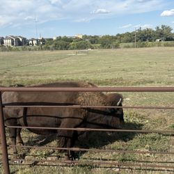 frontier historical park - Bison named Buffy