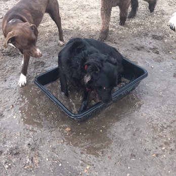 Hollon's Hounds - Pet Training Near Me - Santa Ynez, California Hollon's Hounds - Pet Training Near Me - Santa Ynez, California
