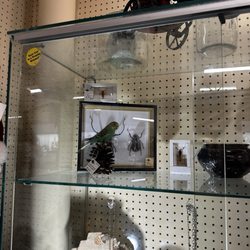 Victoria Sells - Taxidermy