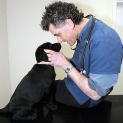 Paul Kelly Vet Ratoath