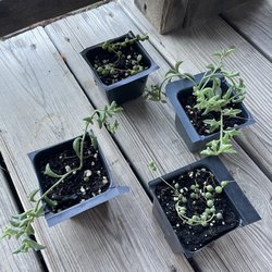 DORA'S NURSERY - String of pearls and string of dolphins