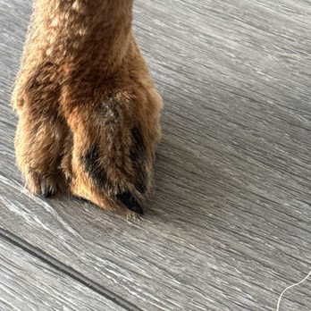 Muddy Paws - Toe nail missed - Pet Groomers Near Me - Salisbury, Maryland