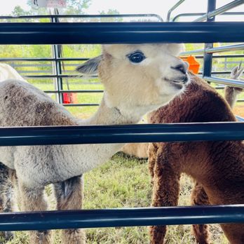 Amber Brooke Farms - Eustis - Alpaca's - Pick Your Own Farms Near Me - Eustis, Florida