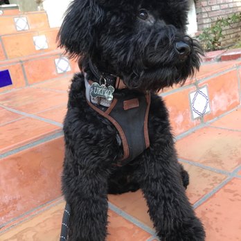 Domino Schnoodles - Ukiyo, our puppy Schnoodle at 8 months old - Pet Breeders Near Me Domino Schnoodles - Ukiyo, our puppy Schnoodle at 8 months old - Pet Breeders Near Me