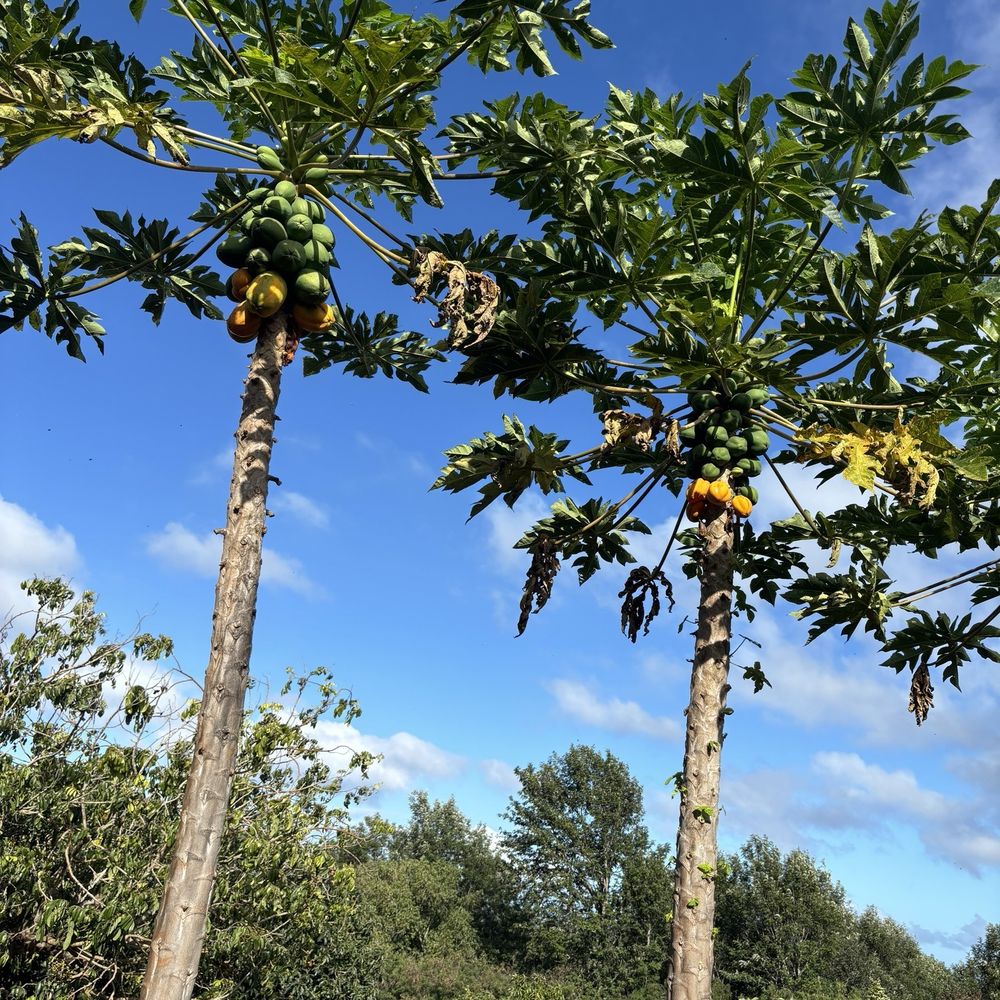 North Shore EcoTours - fruit trees on the farm - Hiking Near Me - Haleiwa, Hawaii North Shore EcoTours - fruit trees on the farm - Hiking Near Me - Haleiwa, Hawaii