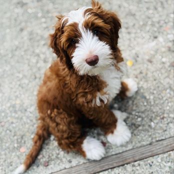 Sacto Labradoodles - Pet Breeders Near Me Sacto Labradoodles - Pet Breeders Near Me