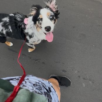 Charlie's Canine Academy - Pet Training Near Me