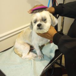 PawzRUs grooming service