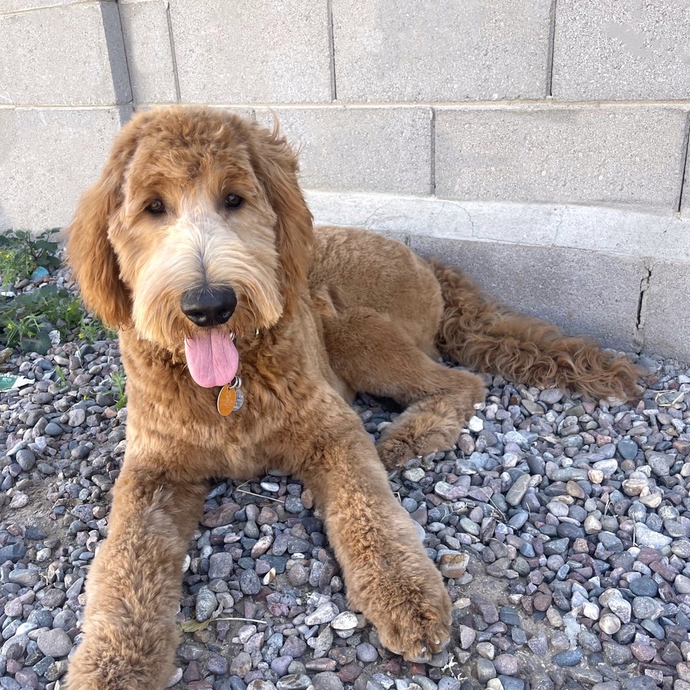 Golden doodle Golden doodle